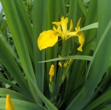 Wasserschwertlilie / Wasseriris - Iris pseudoacorus