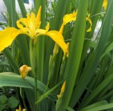 Wasserschwertlilie / Wasseriris - Iris pseudoacorus