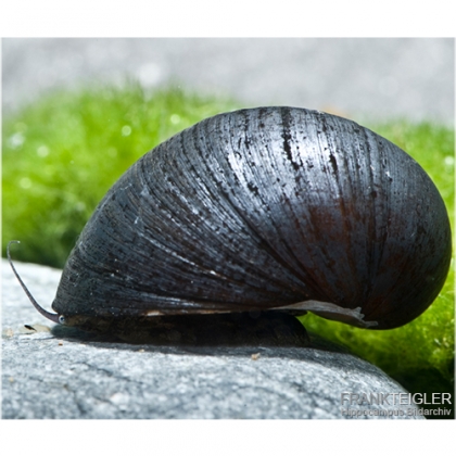 Anthrazit Napfschnecke - Friedlicher Algenfresser für das Süßwasseraquarium