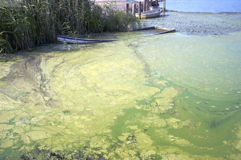 Wege zu einem algenfreien Teich - Start des Algen Ratgebers