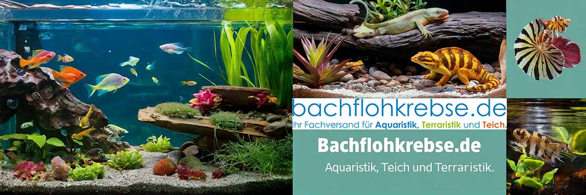 Jetzt einkaufen bei Bachflohkrebse.de – Ihr Fachhändler für Aquaristik, Teich und Terraristik