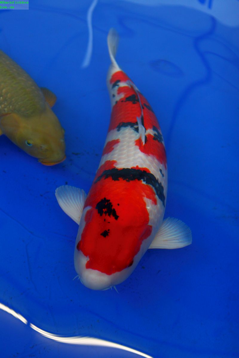 sanke-koi